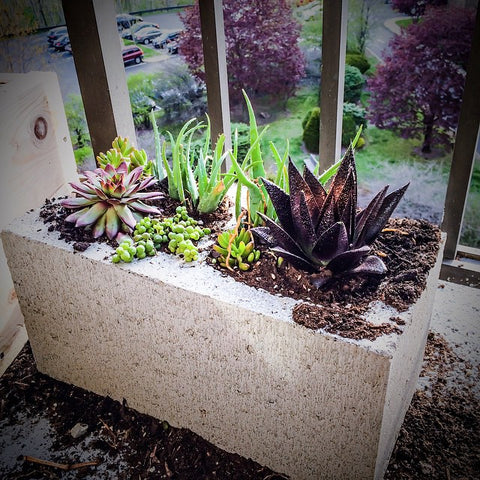 Cinderblock/Small Space Gardening