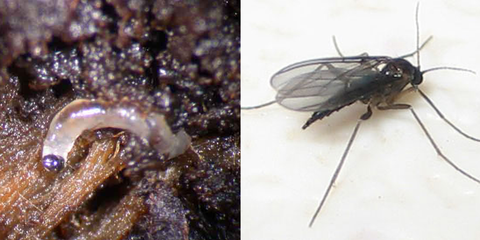 Fungus_Gnat_Larvae_Adult