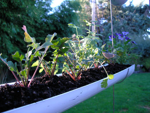Gutter Garden/Small Space Gardening