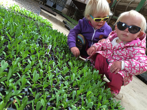 Remembrance Farm is part of the summer CSA; Pick up your share at GreenTree