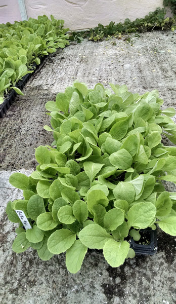 Main Street Farms Cortland NY greenhouse transplants in GreenTree Garden Supply soil Ithaca NY