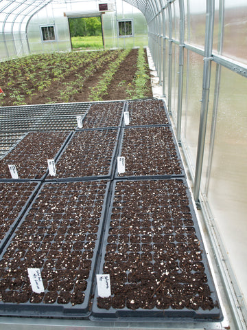 Trays are planted with GreenTree soil in the TC3 Farm greenhouse