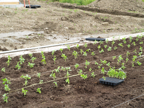 Tomatoes are planted outside by Todd McLane's students at the TC3 Farm