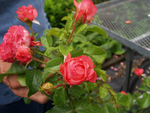 Der Rosenmeister's roses growing in GreenTree soil