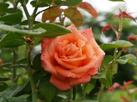 Der Rosenmeister Nursery; roses in GreenTree soil