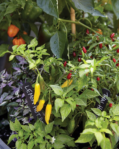 Peppers/Small Space Gardening