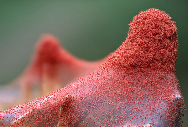 Don't let this happen to your indoor garden!