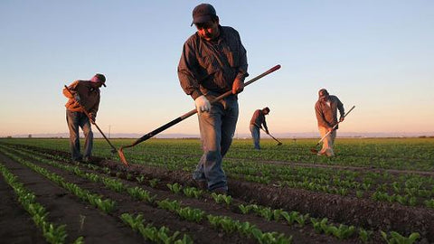 GreenTree supports farm laborers for Labor Day