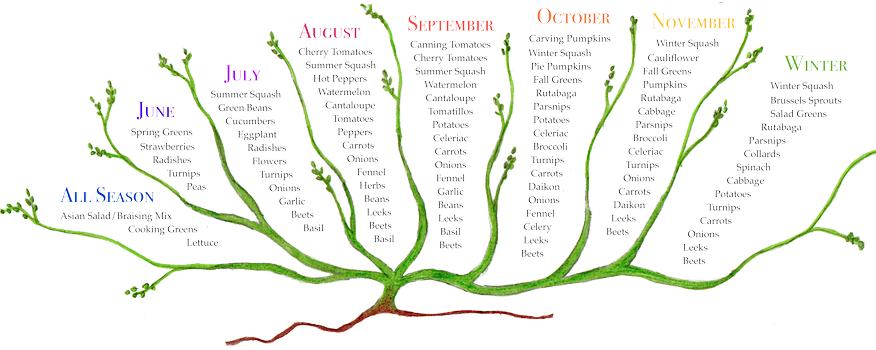 What do you get in your CSA?; Pick up your share at GreenTree