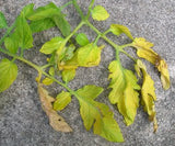 nutrient deficiency tomato plant, green tree garden supply, potting soil, ithaca blend, gardening nutrients and fertilizers 