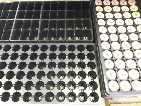 Seed Trays