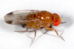 Spotted wing drosophila (image credit: Cornell)