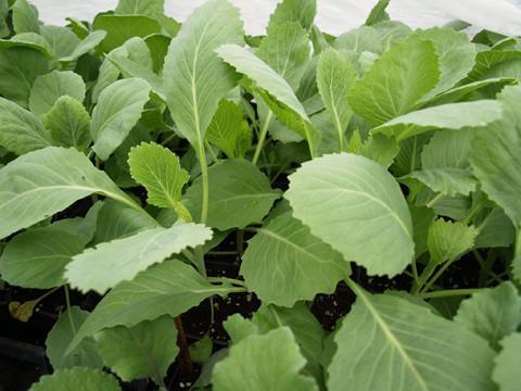 GreenTree Ag Blend™ - ORGANIC