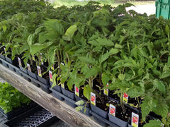 GreenTree Ag Blend™ - ORGANIC